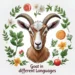 goat in different languages