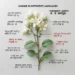 jasmine in different languages