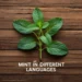 mint in different languages