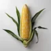 corn in different languages